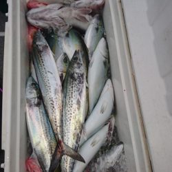 ARCADIAⅡ （アルカディアⅡ） 釣果