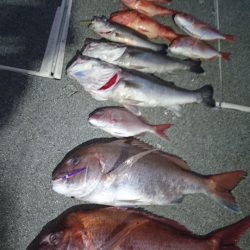 ARCADIAⅡ （アルカディアⅡ） 釣果