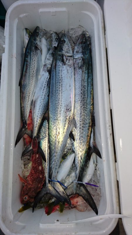 ARCADIAⅡ （アルカディアⅡ） 釣果…