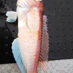 第二龍勢丸 釣果