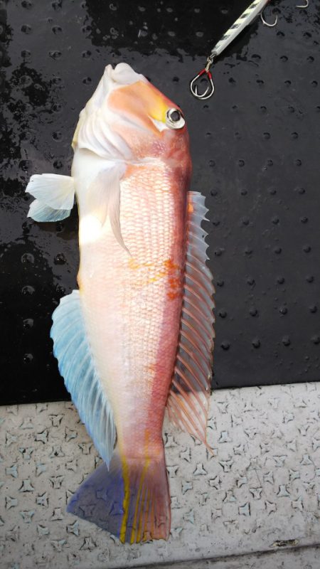 第二龍勢丸 釣果