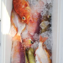 第二龍勢丸 釣果