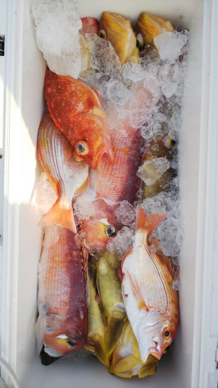 第二龍勢丸 釣果