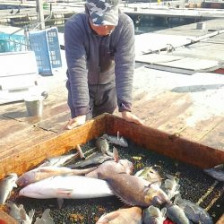 海の釣堀 海恵 釣果