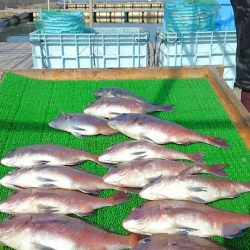 海の釣堀 海恵 釣果