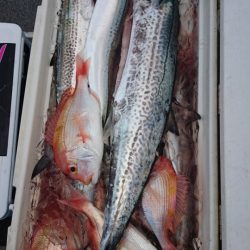 ARCADIAⅡ (アルカディアⅡ) 釣果