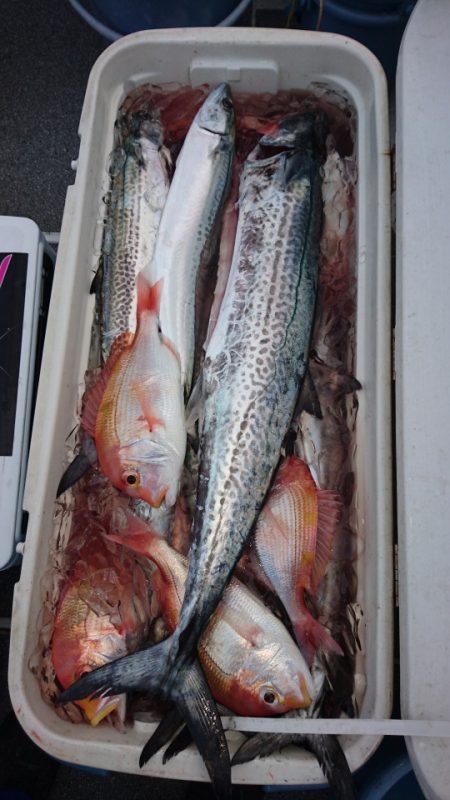 ARCADIAⅡ (アルカディアⅡ) 釣果