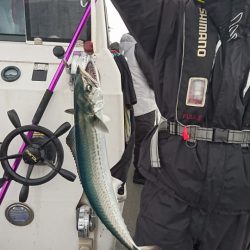 ARCADIAⅡ （アルカディアⅡ） 釣果