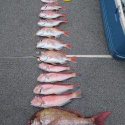 ARCADIAⅡ （アルカディアⅡ） 釣果