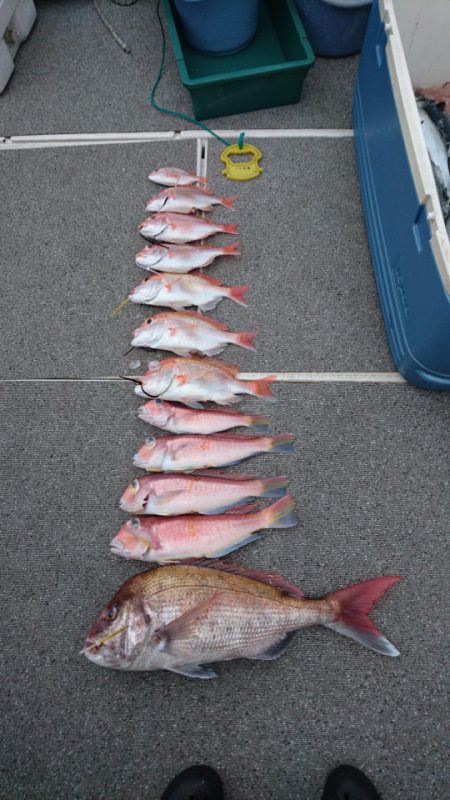 ARCADIAⅡ （アルカディアⅡ） 釣果