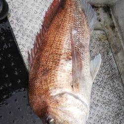 第二龍勢丸 釣果