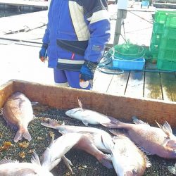 海の釣堀 海恵 釣果