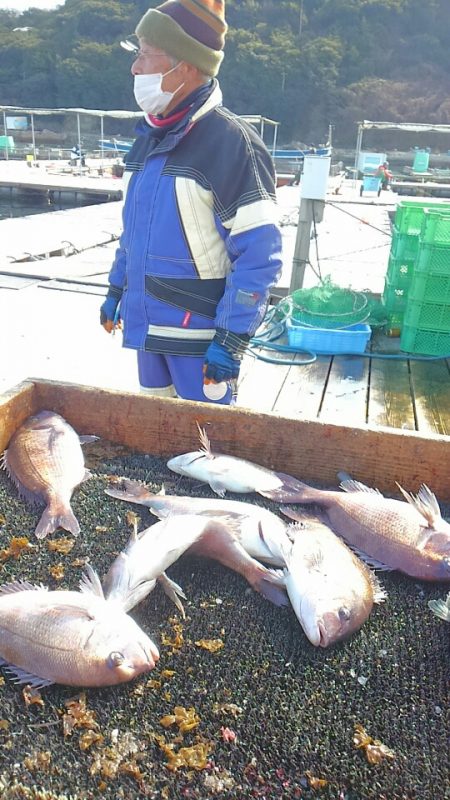 海の釣堀 海恵 釣果