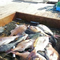 海の釣堀 海恵 釣果