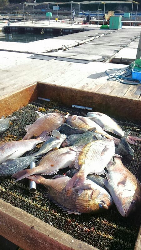 海の釣堀 海恵 釣果