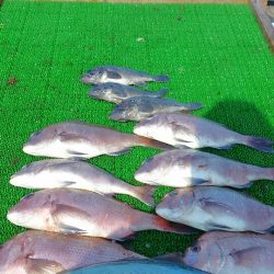 海の釣堀 海恵 釣果