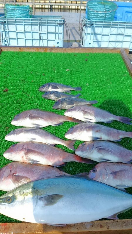 海の釣堀 海恵 釣果