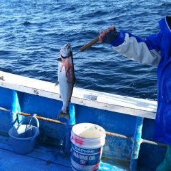 芳陽丸 釣果