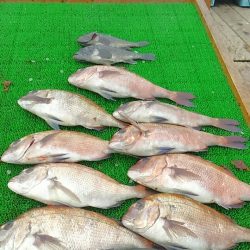 海の釣堀 海恵 釣果