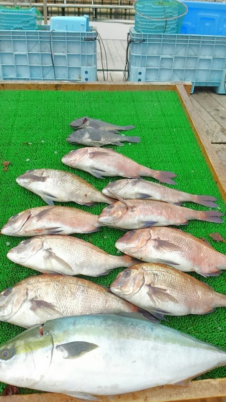 海の釣堀 海恵 釣果