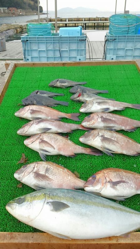 海の釣堀 海恵 釣果