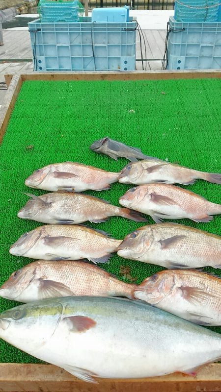 海の釣堀 海恵 釣果