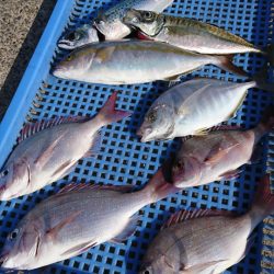 第三共栄丸 釣果