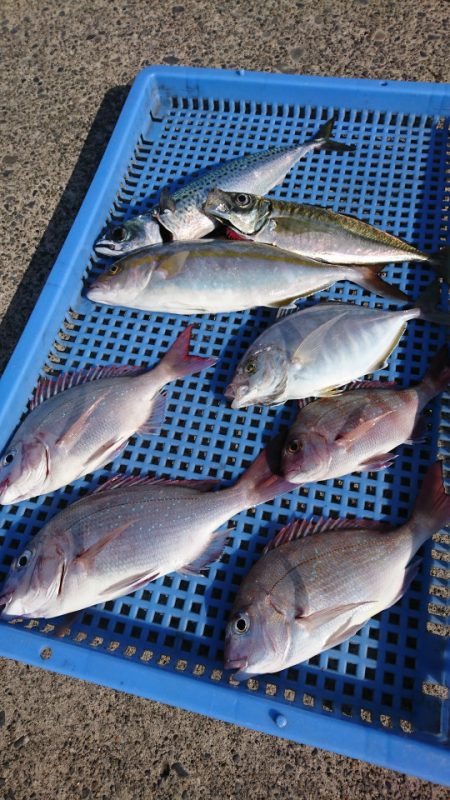 第三共栄丸 釣果