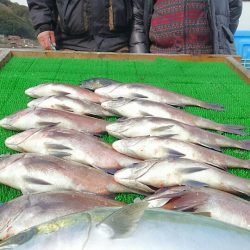 海の釣堀 海恵 釣果