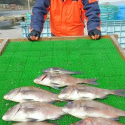 海の釣堀 海恵 釣果