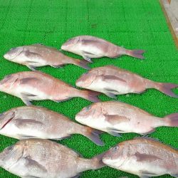 海の釣堀 海恵 釣果