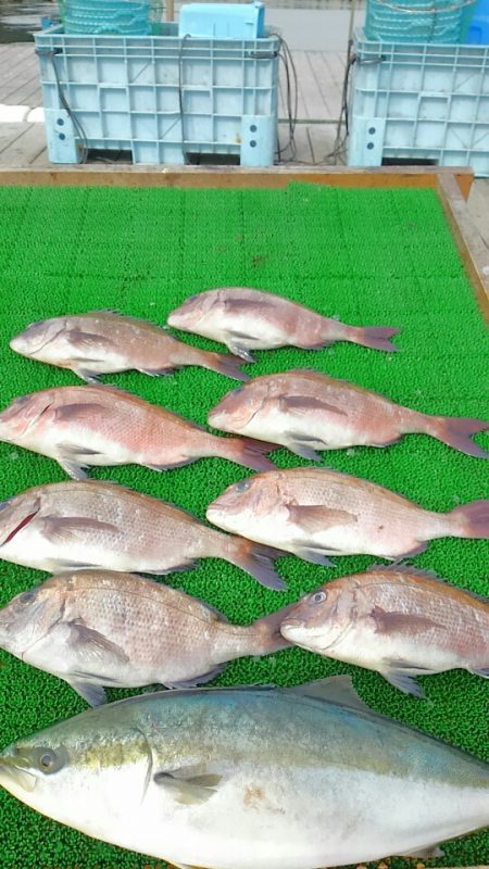 海の釣堀 海恵 釣果