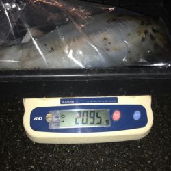 South Current 釣果