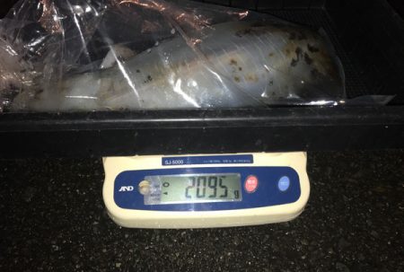 South Current 釣果