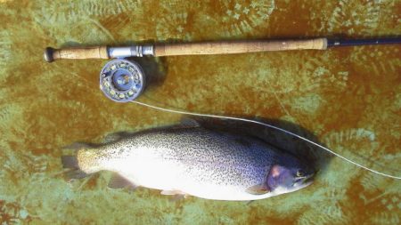 としまえんフィッシングエリア 釣果