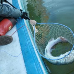としまえんフィッシングエリア 釣果