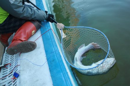 としまえんフィッシングエリア 釣果