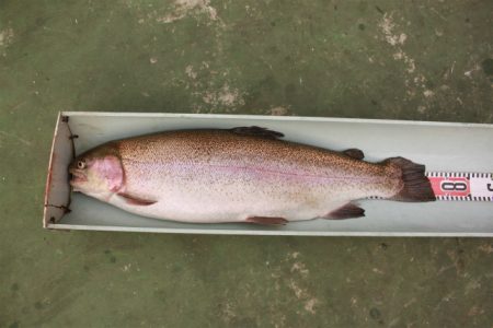 としまえんフィッシングエリア 釣果