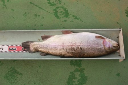 としまえんフィッシングエリア 釣果