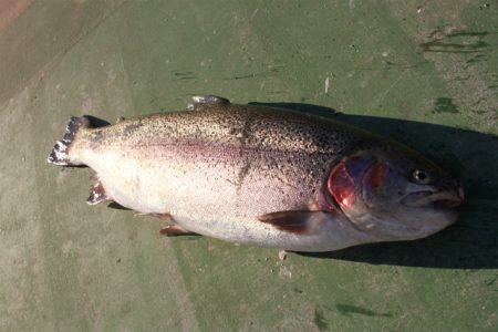 としまえんフィッシングエリア 釣果