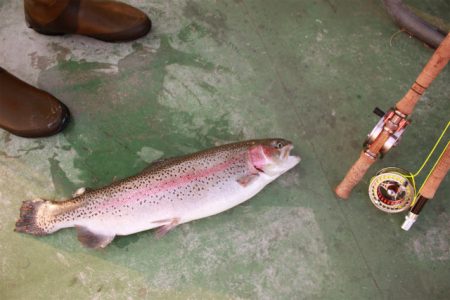 としまえんフィッシングエリア 釣果