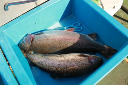 としまえんフィッシングエリア 釣果