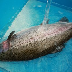 としまえんフィッシングエリア 釣果