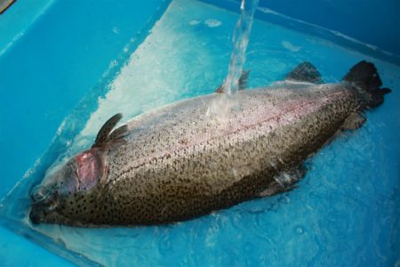 としまえんフィッシングエリア 釣果