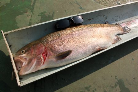 としまえんフィッシングエリア 釣果