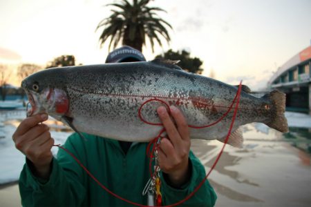としまえんフィッシングエリア 釣果