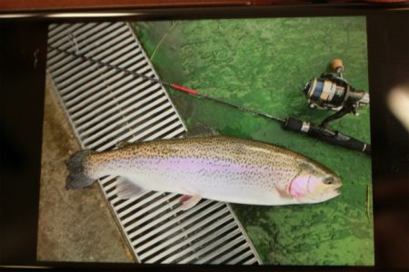 としまえんフィッシングエリア 釣果