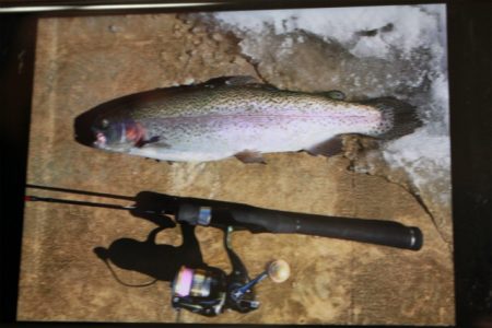 としまえんフィッシングエリア 釣果