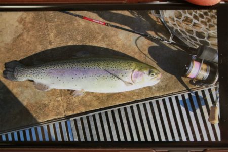 としまえんフィッシングエリア 釣果