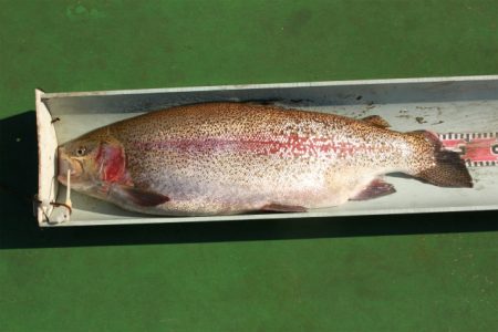 としまえんフィッシングエリア 釣果